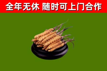 长垣烟酒回收冬虫夏草.jpg